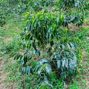 Soil Fertility Management
